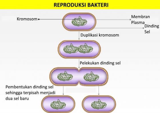 Bakteri Berkembang Biak Dengan Homecare