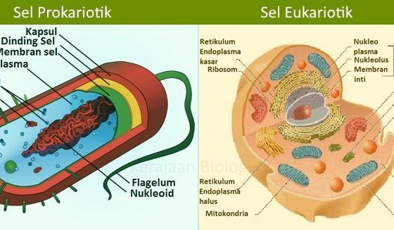 Perbedaan Sel Hewan Dan Sel Tumbuhan Juga Persamaannya