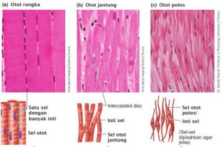 Jaringan Otot Ada Tiga: Otot Polos, Otot Rangka, Dan Otot Jantung