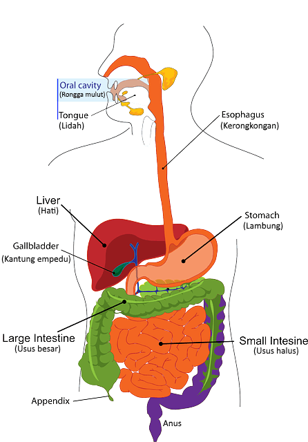 Saluran Pencernaan Manusia Organ Pencernaan