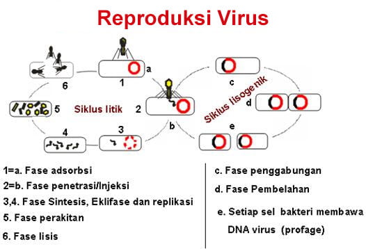 Reproduksi Virus Fase Siklus Litik Dan Siklus Lisogenik 3257