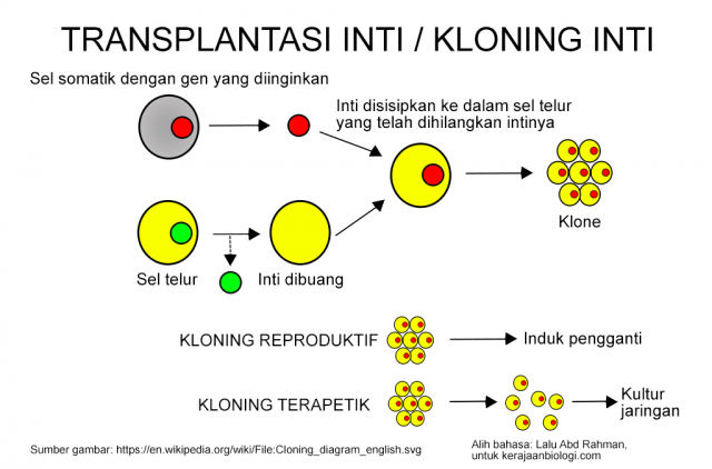 Kloning Inti (Transplantasi Inti), Proses Dan Tujuannya | Kerajaan Biologi