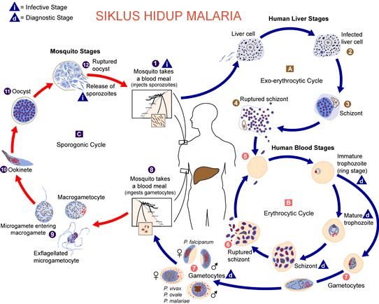 siklus hidup penyakit malaria