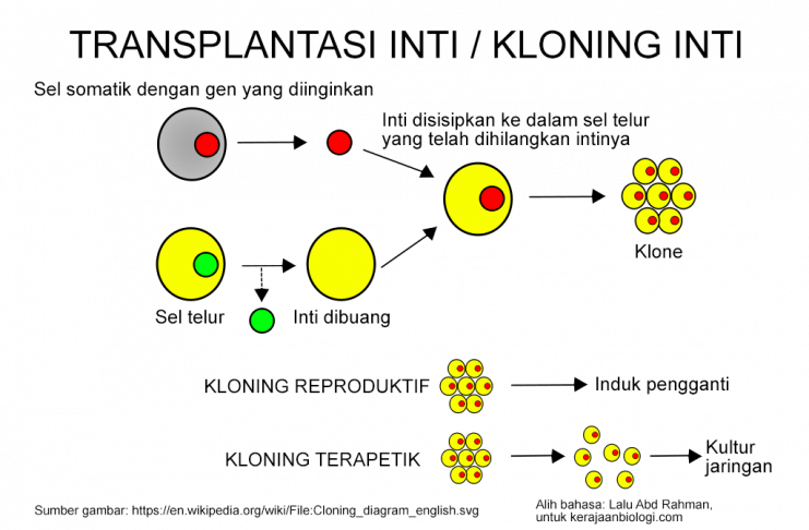Tahap-tahap kloning inti (transplantasi inti)