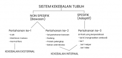 Mekanisme Pertahanan Tubuh (Kekebalan) - Kerajaan Biologi